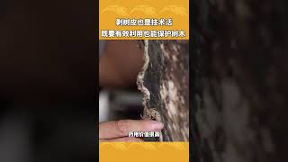 一棵树的树皮能让农户赚到一千块？| 农业致富经