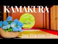 【4K/Vlog】Best Spots for Viewing Hydrangeas in Kamakura, Japan