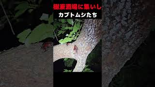 夜の樹液酒場はカブトムシがたくさん#shorts