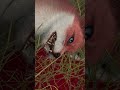 great one fabled cherry blossom fox thehuntercallofthewild thehuntercotw cotw