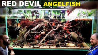 Red Devil Angelfish Aquarium: EPIC 4ft Aquascape Tutorial