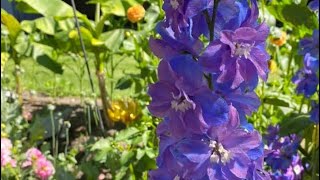 How to Plant Delphinium Seeds