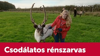 Így élik túl a hideget a rénszarvasok! 🦌🎄| A Tudod-e? | Da Vinci TV Magyarország