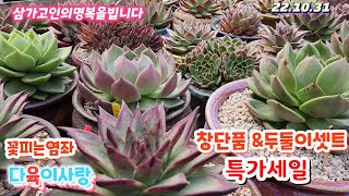 다육이사랑5탄/창다육 단품/두둘이셋트 착하게//택배010 6301 7814