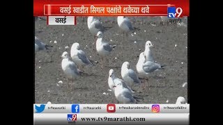 Vasai : Foreign visitors in the bay of Vasai A unique adventure for bird lovers -TV9