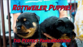 Rottweiler Puppies: A Bundle of Joy for Your Home | HULK PUPPIES