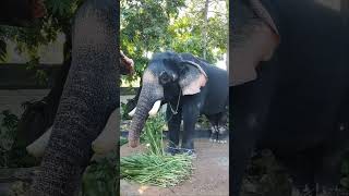 883)Thirunakkara Sivan elephant video 📷