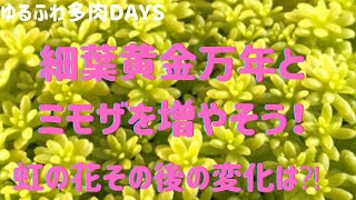 ＠セダム＠多肉植物　ミモザ、細葉黄金万年草を増やそう！