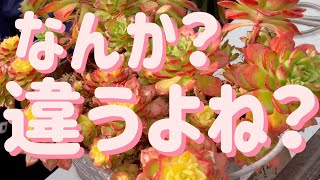 【多肉植物】【ガーデニング】このレティジア❓なんか変⁉️     多肉大好き！なりちゃんパパ　多肉奮闘記その293