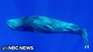Study finds that whale sounds are actually a language