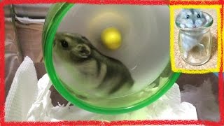 回し車で遊ぶジャンガリアンハムスター2 Djungarian hamster playing in running wheel