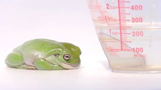 おやすみ中のカエルに水をかけるとこうなります cute frog video