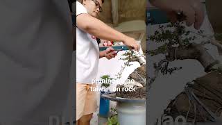 PRUNING ARGAO TAIWAN  #bonsai on rock #plant