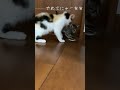 先住子猫の洗礼を受ける赤ちゃん猫② 子猫 かわいい子猫