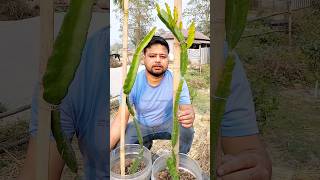 🔥🌵দেখুন ড্রাগন গাছের মাথা কাটার নিয়ম । #shorts  #dragonfruit #shortsfeed