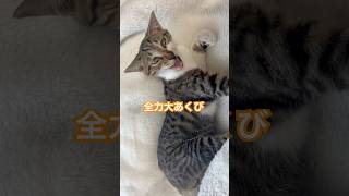 【猫動画】猫のあくびはいつも全力　#cat #猫 #고양이 #可愛い #可愛い動物 #癒し