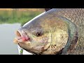 Unbelievable Fishing | Feeder Hook Fishing | Big Catla & Rohu Fish Catching Video