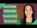 Can I leave tulip bulbs in pots after flowering?