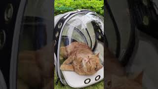 Mochila de transporte para mascotas mochila de burbujas gatos y cachorros compra en Amazon