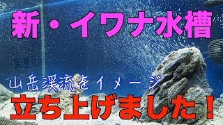 新・イワナ水槽がついに完成！ 水流と岩で山岳渓流をイメージしたが・・・