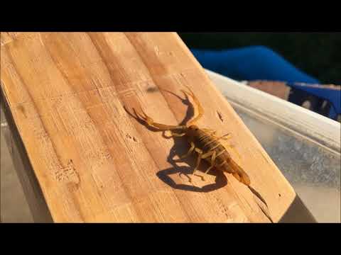 Scorpion safe Scorpion safe