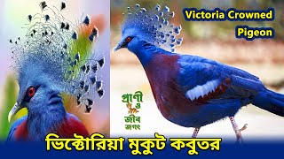 🕊ভিক্টোরিয়া ক্রাউনড কবুতর বিশ্বের সবচেয়ে বড় কবুতরের জাত |  Victoria Crowned Pigeon ❤