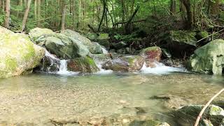 せせらぎの音 ヒグラシの声　川面を照らす午後の光　下仁田町奥栗山渓谷　作業用BGM