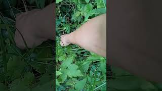 foraging for blackberries and raspberries!