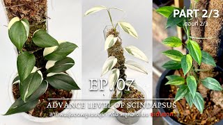 EP07 - สายพันธุ์ของพลูแนบอุรา หรือ พลูหัวใจแนบ ระดับยาก Advance Level of Scindapsus (PART 2/3)