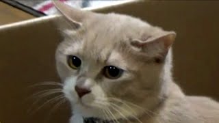 【猫の動画日記】僕wスコティッシュフォールドですw（嘘でぇ～す） 2016.04.27 Cats Diary