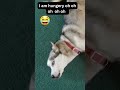 GUARANTEED TO MAKE YOU LAUGH, Husky Dog ARGUING , Funny dog videos. Funny animals 🐶