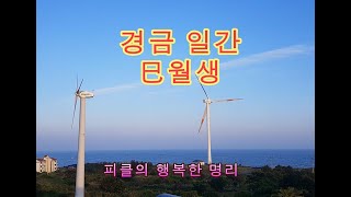 십간론 38 🍏 경금 일간 巳월생 - 피클의 행복한 명리