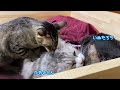 【元保護猫】もう猫だんごの域を越えて猫おせちｯｯ‼︎みんなで入れる猫ベッドを作ってみました！なぜこの子達は元保護猫なのか、そんなお話もチラホラ。