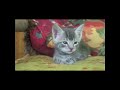 A Lullaby Peggy Duquesnel Piano Peaceful Nature Video with Kittens Puppies and Swans