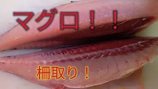 [魚の捌き方]マグロ柵取り！！