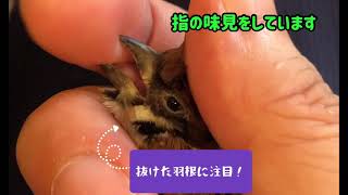 スズメのキリちゃん、荒ぶって羽根を食べたけど咎められて落ち着いた…