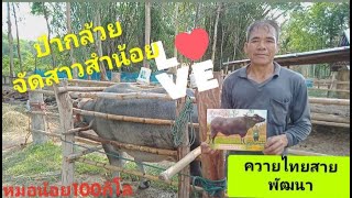 ป๋ากล้วยหนองบัวลำภู ผสมเทียม กับควายไทยสายพัฒนา