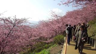 まつだ桜まつり－９