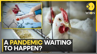 Could The Bird Flu Become Airborne? Scientists Say Risk Of Pandemic Rising | World News | WION