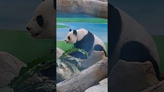 圓圓吃蘿蔔細嚼慢嚥 panda yuanyuan eats 🥕 #panda #cute #貓熊 #可愛