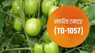 Syngenta Tomato 1057