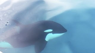 ORCA AT NINGALOO REEF // WItnessing the beautiful Orca ( Killer Whales ) of the Ningaloo Reef