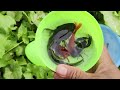 catch colorful baby lobsters in eggs fancy catfish pacman frogs tiny puffer fish ornamental fish