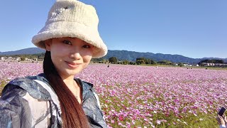 Cosmos Flowers Fujiwarakyo,Nara,where Japan has started its history コスモス 奈良 藤原京 日本が日本になった土地、持統天皇