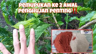 pemupukan awal pehujan kebun kopi, peting di lakukan‼️