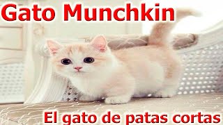 Munchkin Gato😻El GATITO😻  de patas cortas💖🙀