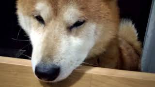 柴犬竜ちゃん　眠れないの？　おばあちゃんShibainu