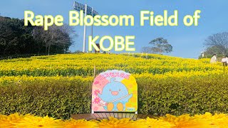 4K 🇯🇵菜の花-Rape Blossom of Kobe || Kobe,Sannomiya || Relaxing video walking tour // @maliainjapan