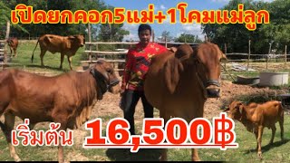 #เปิด5แม่+1โคมแม่ลูกตัวเมีย เริ่มต้น16,500฿ คุณโมก096-123-8838@Naihoi-Sunjon