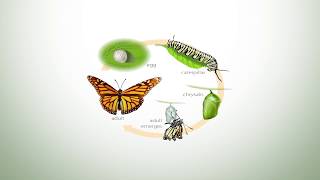 Monarch Butterfly Conservation: How You Can Help Save The Monarch Butterfly